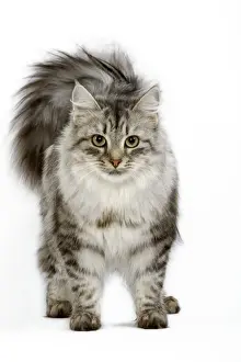 Cat - Siberian - long-haired black & silver mackerel tabby