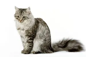 Tabby Prints: Cat - Siberian - long-haired black & silver mackerel tabby