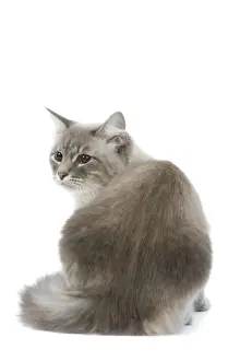 Cat - Siberian / Neva Masquerade blue tabby point in studio