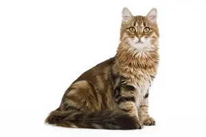 Cat - Siberian - sitting down
