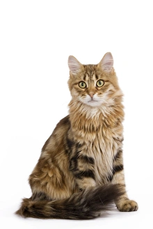 Images Dated 27th September 2009: Cat - Siberian - sitting down