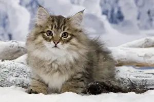 Icey Prints: Cat - Siberian - in snow