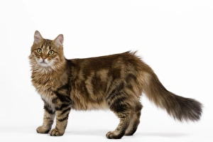 Images Dated 27th September 2009: Cat - Siberian - standing up
