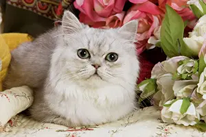 Persians Prints: Cat - Silver shaded Persian