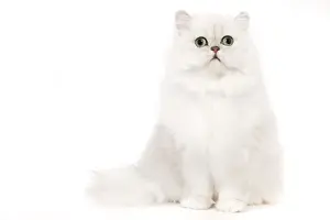 Cat - Silver Shaded Persian kitten in studio