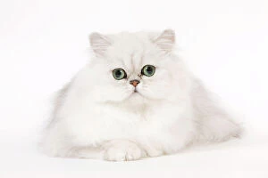 Images Dated 17th April 2010: Cat - Silver Shaded Persian kitten in studio