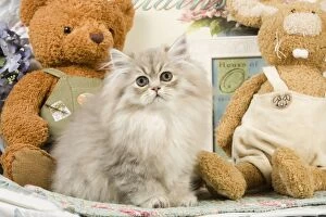Images Dated 8th September 2007: Cat - Silver Shaded Persian - amongst teddy bears