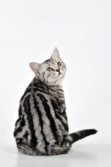 Images Dated 23rd January 2010: CAT - Silver tabby looking over its shoulder