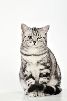 Images Dated 23rd January 2010: CAT - Silver tabby sitting