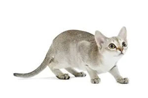 Cat - Singapura kitten in studio