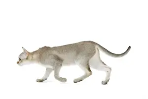 Cat - Singapura kitten in studio