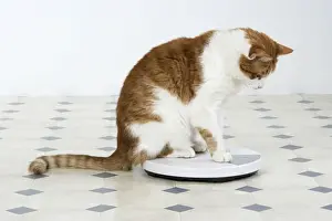 CAT - sitting on bathroom scales