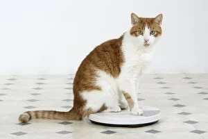 Ginger And White Collection: CAT - sitting on bathroom scales