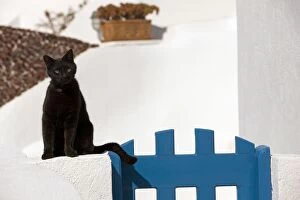 Stray Gallery: Cat - sitting by gate - Stray