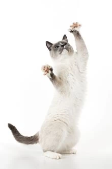 5 Gallery: CAT - sitting on its hind legs