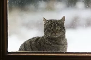 Cat - sitting in front of house door in winter - looking through glass pane in door