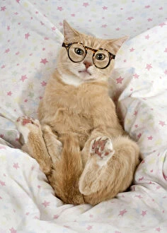 Back Gallery: Cat - sitting lying back on the sofa wearing glasses     Date: 04-02-2021