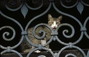Images Dated 17th May 2011: Cat - sitting behind metal / wrought-iron fence. Venice - Italy