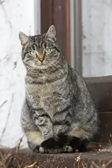 Cat - sitting outside house door - Lower Saxony - Germany