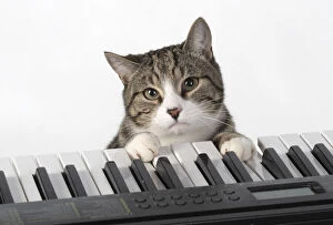 Images Dated 11th March 2020: CAT. sitting at piano keyboard, paws on keys