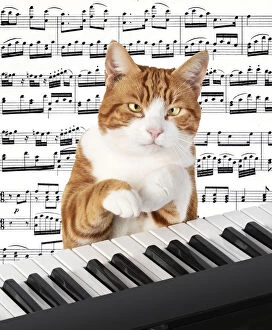 Images Dated 17th March 2020: Cat sitting at a piano / keyboard, paws on keys
