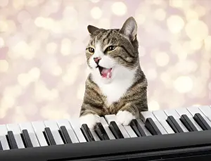 Cat sitting at a piano / keyboard, paws on keys