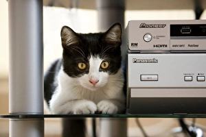 Cat - sitting on shelf at home by stereo Cat - sitting on shelf at home by stereo