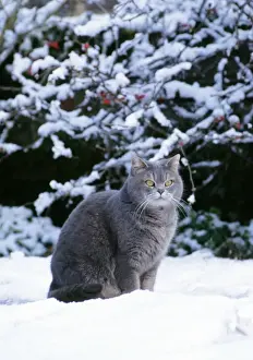Cat - sitting in the snow