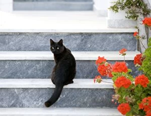 Stray Gallery: Cat - sitting on steps - Stray