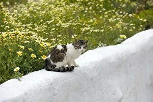 Stray Gallery: Cat - sitting on wall next to flowers - Stray