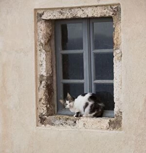 Images Dated 10th April 2012: Cat - sitting on windowsill - Stray