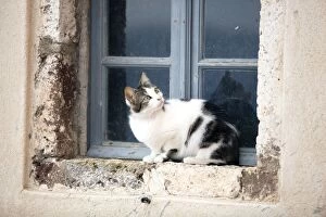 Stray Gallery: Cat - sitting on windowsill - Stray