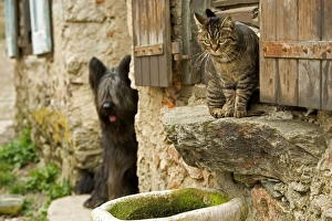Images Dated 13th May 2007: Cat - sitting on windowsill being watch by dog