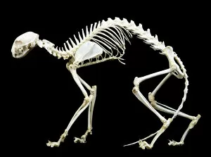 Anatomy Collection: Cat Skeleton