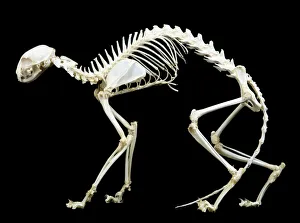 Bone Gallery: LA-82
