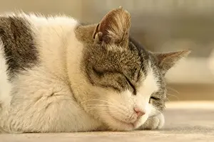 Cat Sleeping