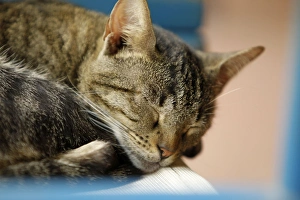 Images Dated 21st February 2011: Cat - sleeping
