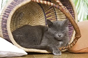 Cat - sleeping in basket