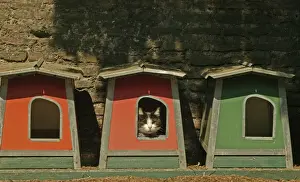 Kennels Prints: Cat Sleeping in box