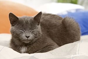 Cat - sleeping on cushion