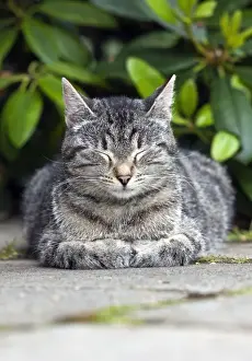 Eyes Closed Prints: Cat - sleeping in garden - Lower Saxony - Germany
