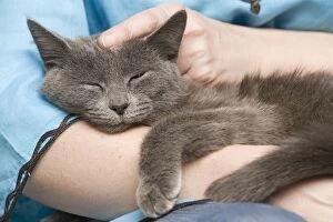 Cat - sleeping in owners arms
