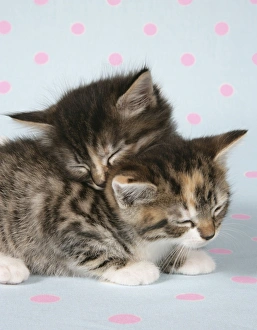 CAT - Kittens two under cushion