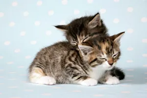 Cat - two sleepy kittens