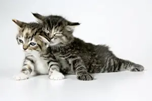 Cat - Two sleepy kittens lying on each other