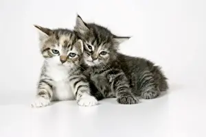 Cat - Two sleepy kittens lying on each other