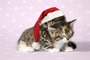 Cat - two sleepy kittens, one wearing a Christmas hat