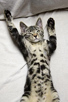 CAT. sleepy tabby kitten laying on its back with paws up, one eye open Date: 18-03-2019