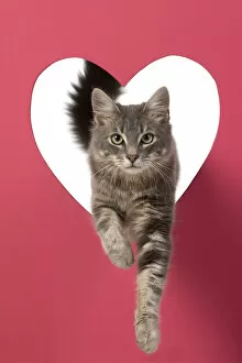 CAT, sliver grey tabby cat jumping through pink heart shaped hole, studio