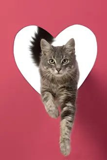 Tabbies Prints: CAT, sliver grey tabby cat jumping through pink heart shaped hole, studio